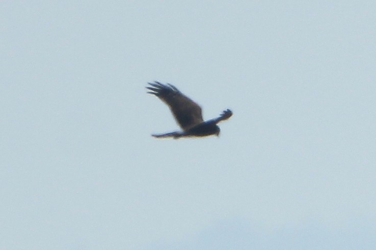 Northern Harrier - Paul Lewis