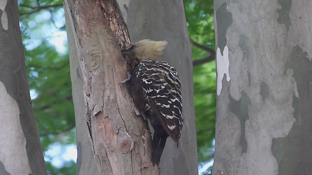 Blond-crested Woodpecker - ML286863701