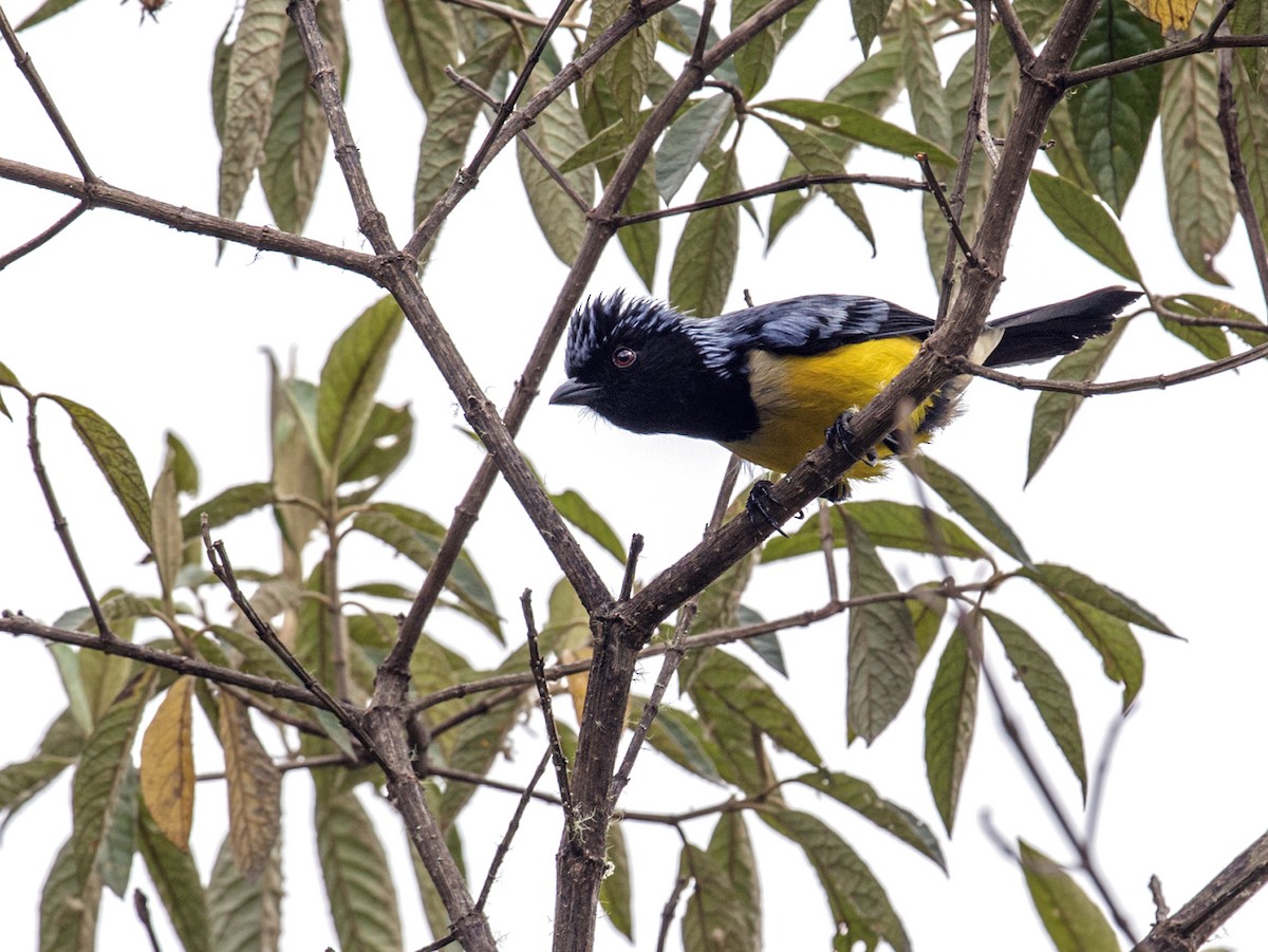 Streak-crowned Mountain Tanager - Nick Athanas