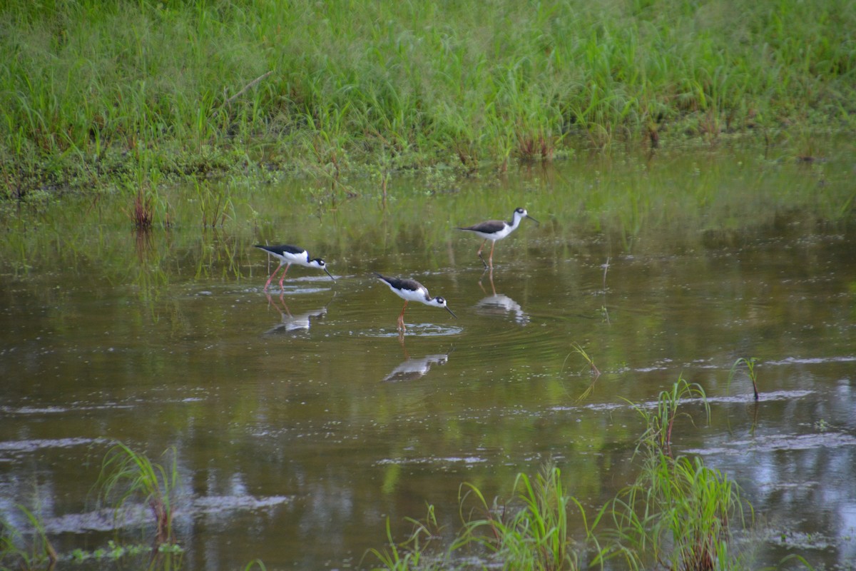 Schwarznacken-Stelzenläufer - ML286866381