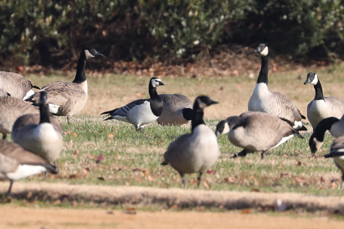 Barnacle Goose - Danny Jacobs