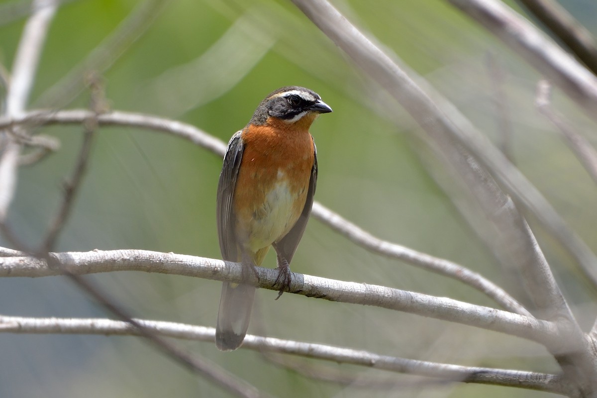 Black-and-rufous Warbling Finch - Rodrigo Ferronato