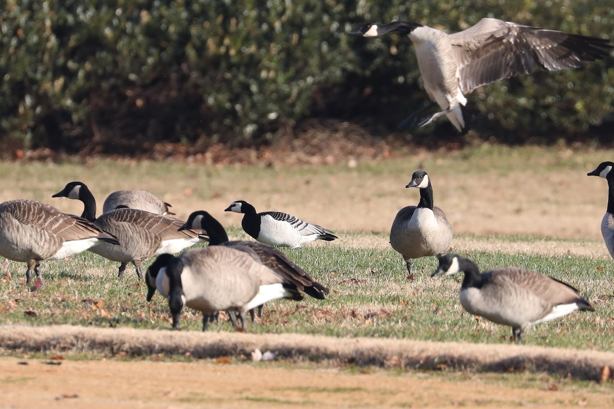 Barnacle Goose - ML286866561