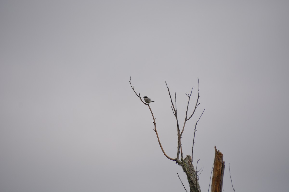 Loggerhead Shrike - ML286867621