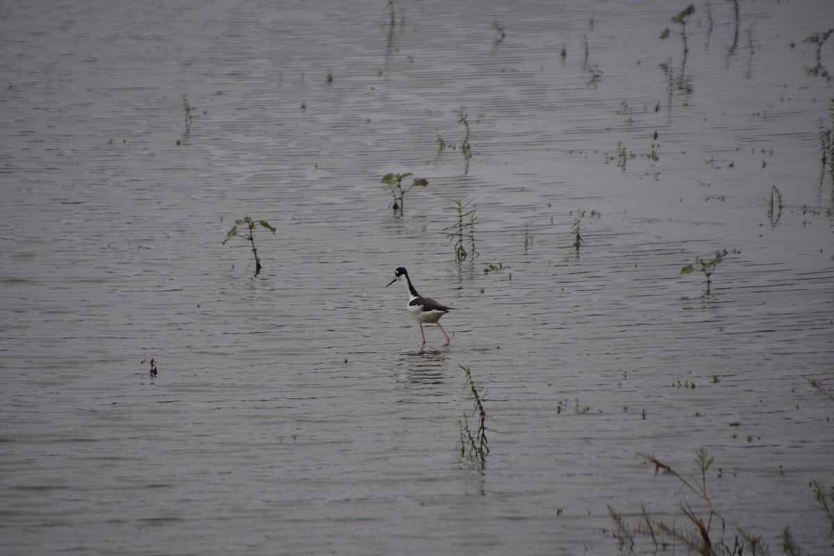 Black-necked Stilt - ML286867671