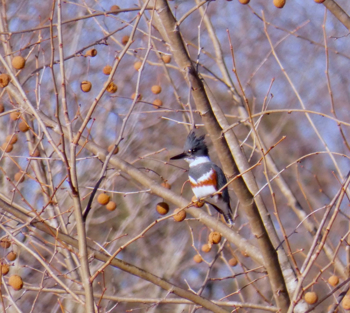 Belted Kingfisher - ML286868331