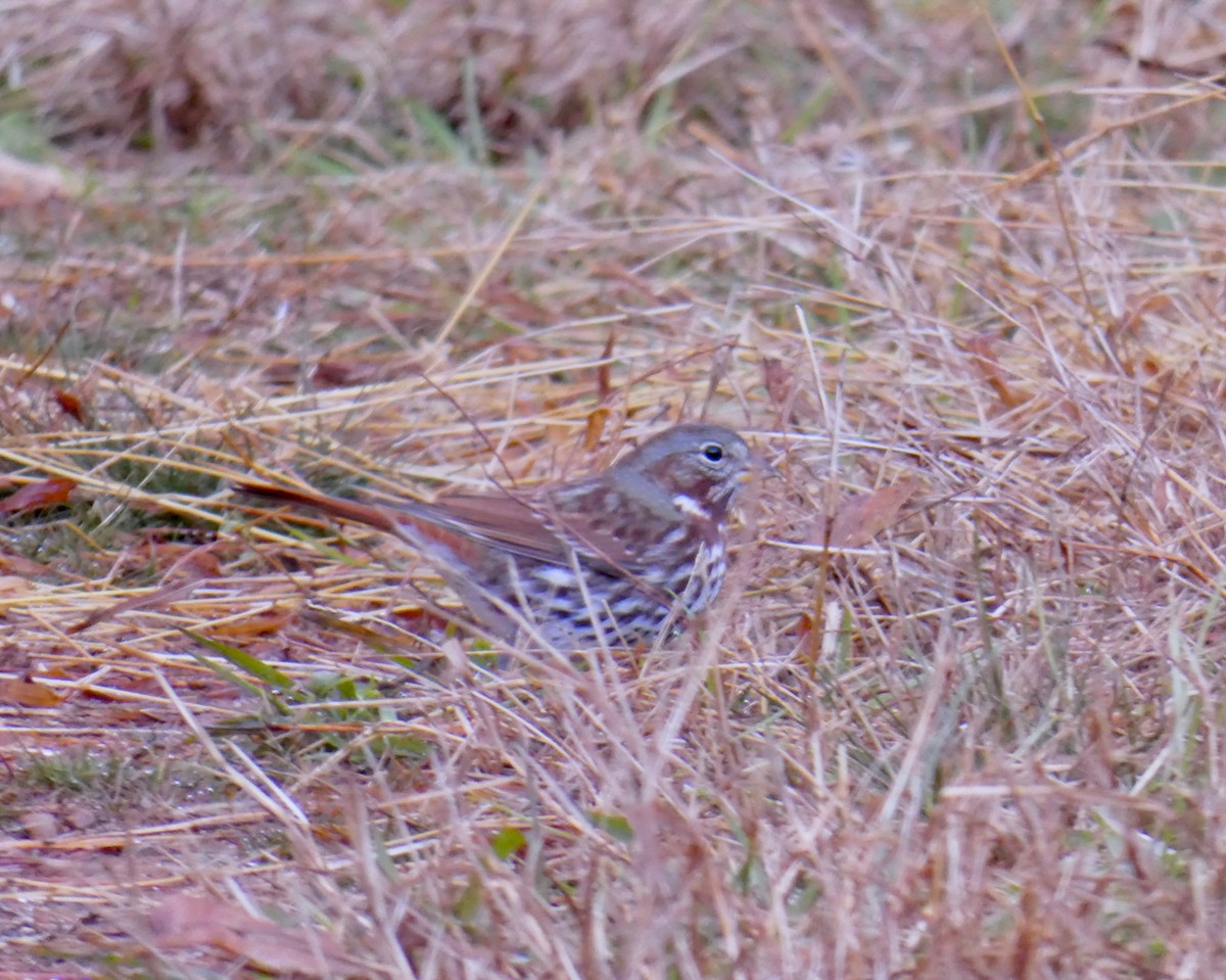 Fox Sparrow - ML286868461