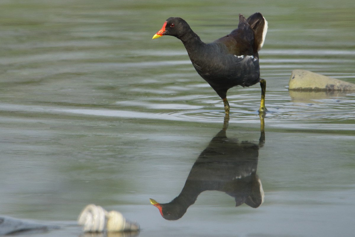 Eurasian Moorhen - ML286869121