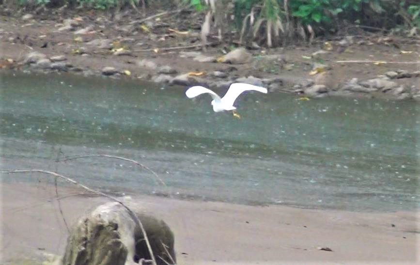 Snowy Egret - ML286869211