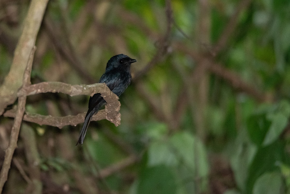 Square-tailed Drongo - ML286871001