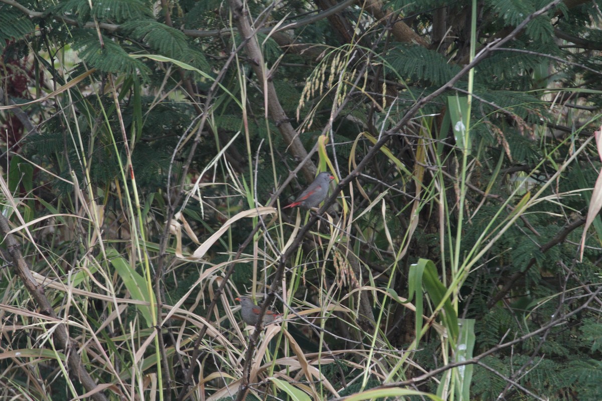 Red-billed Pytilia - ML286871551