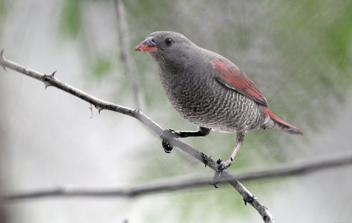 Red-billed Pytilia - ML286871561