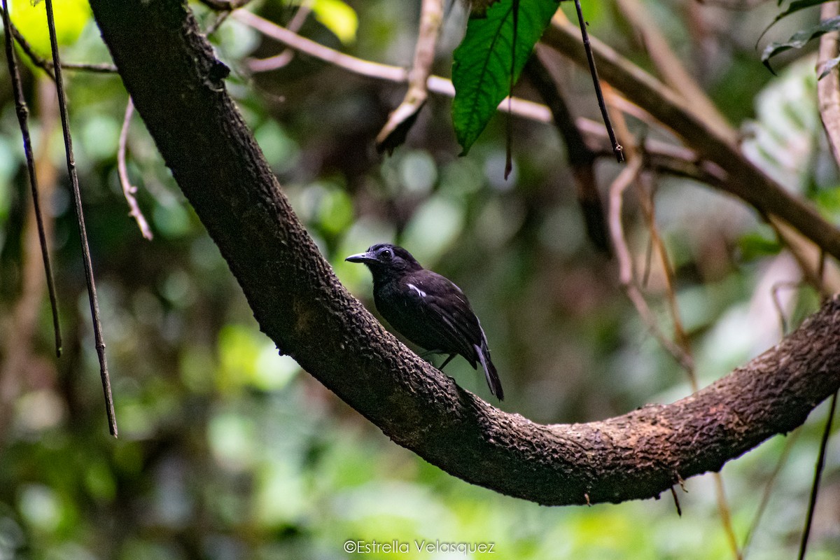 White-shouldered Antbird - ML286872441