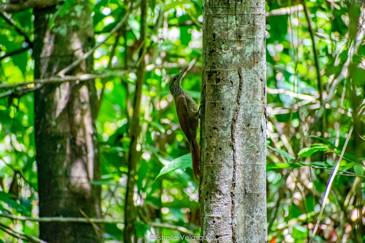 Black-banded Woodcreeper - ML286872881