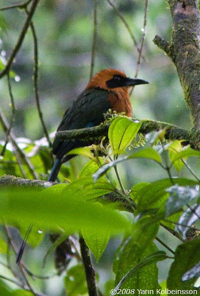 Rufous Motmot - ML286872941