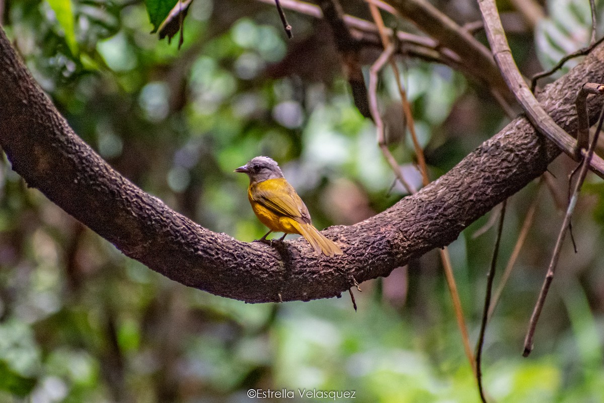 Gray-headed Tanager - ML286873211