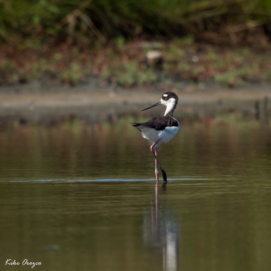 Black-necked Stilt - José Orozco