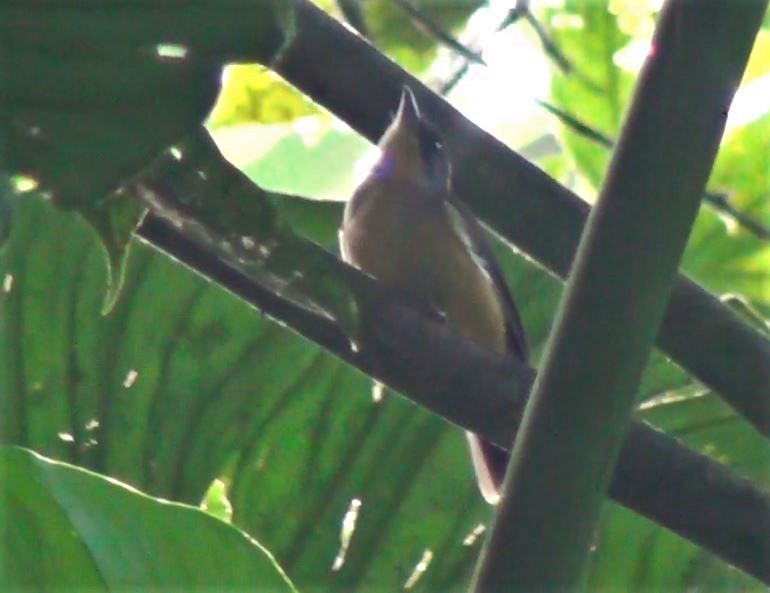 Fulvous-crested Tanager - ML286873631