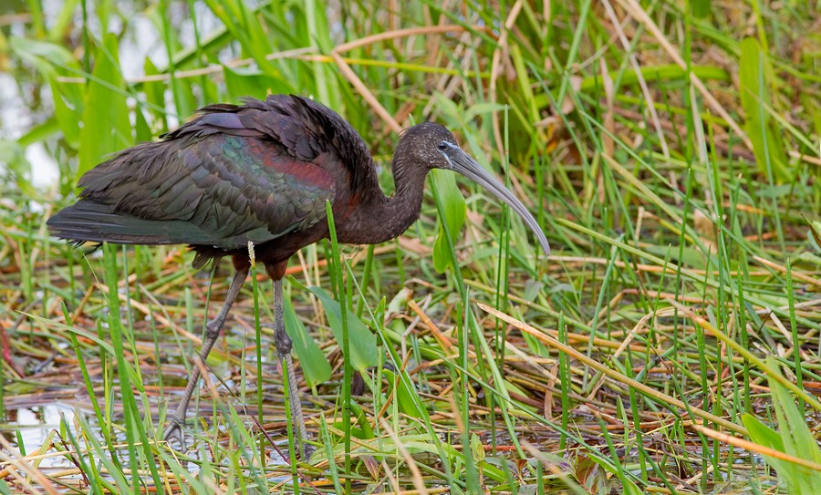 Glossy Ibis - ML286875171