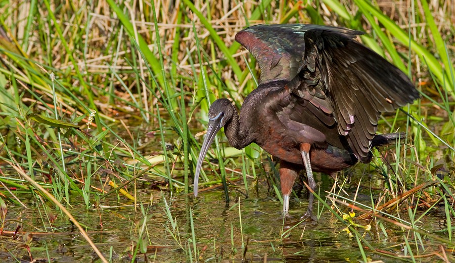 Glossy Ibis - ML286875181