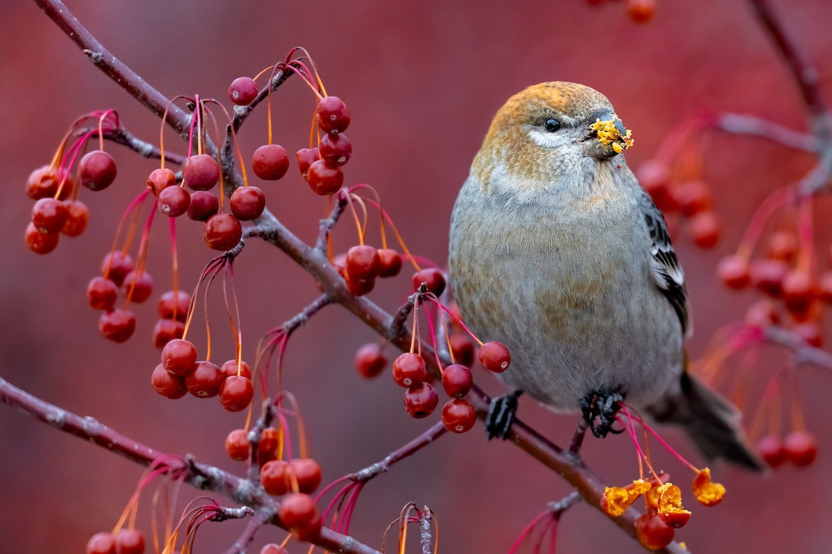 Pine Grosbeak - ML286875191