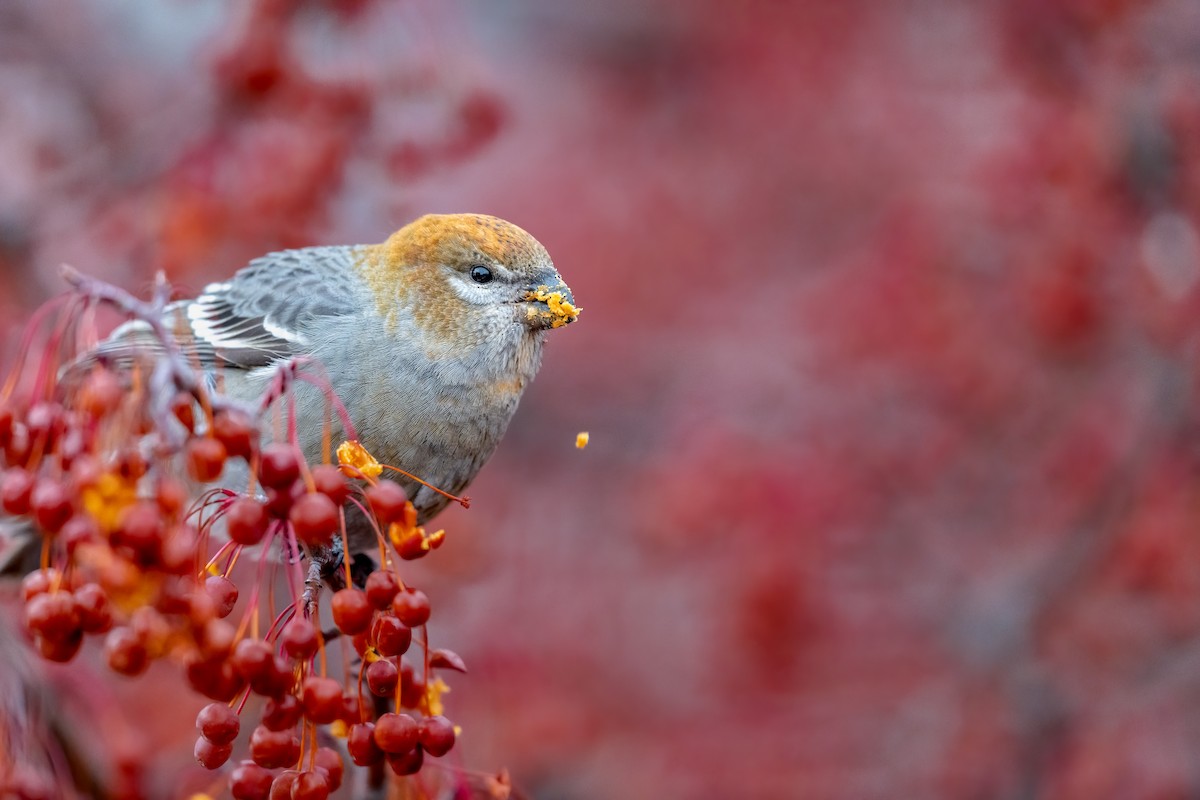 Pine Grosbeak - ML286875211