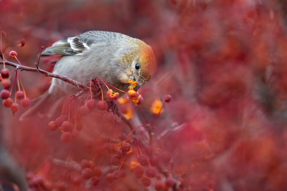 Pine Grosbeak - ML286875221