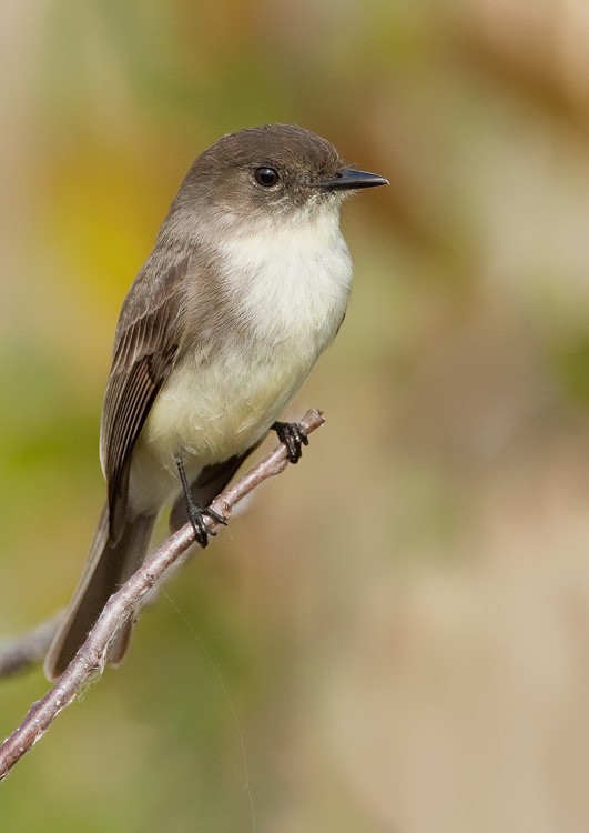 Eastern Phoebe - ML286875611