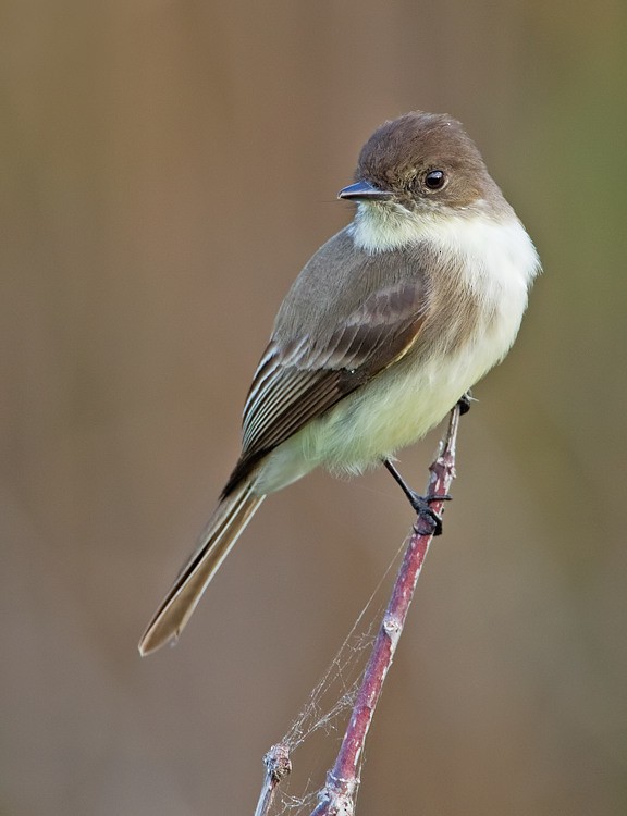 Eastern Phoebe - ML286875621