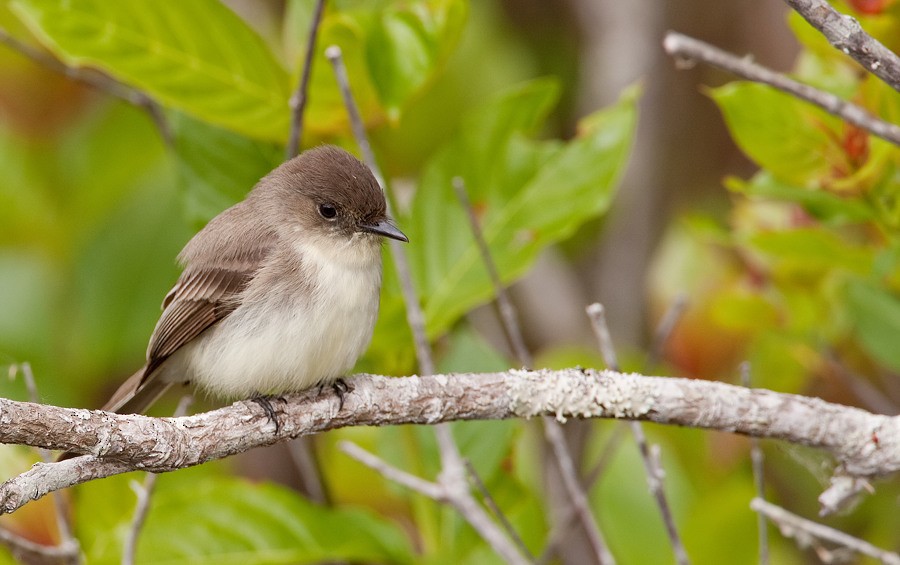 Eastern Phoebe - ML286875631
