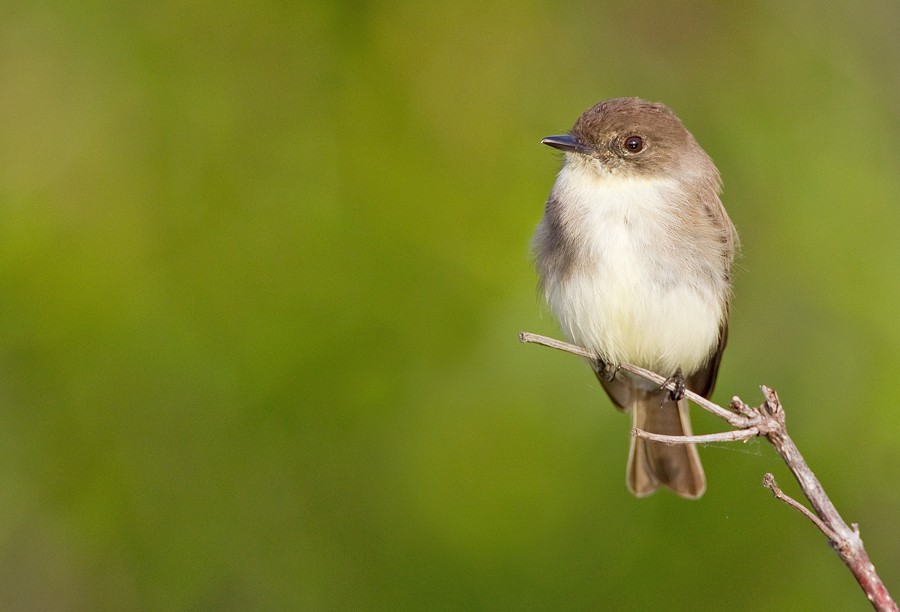 Eastern Phoebe - ML286875641