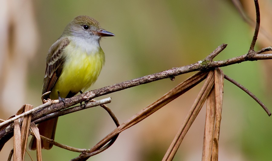 Great Crested Flycatcher - Paul Cools