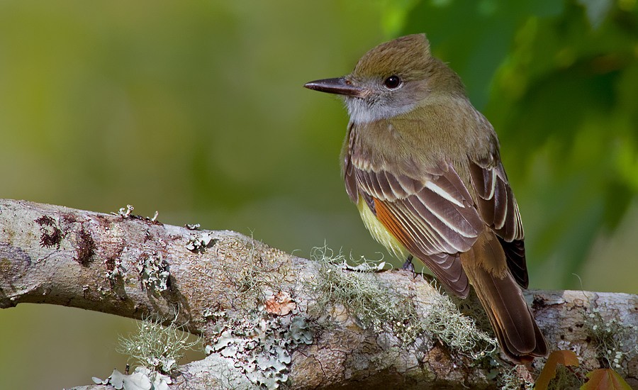 Great Crested Flycatcher - Paul Cools