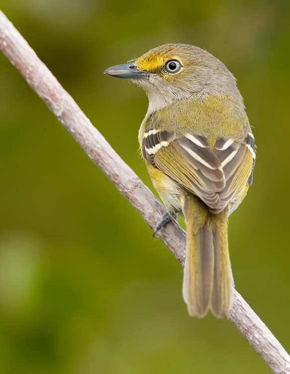 White-eyed Vireo - ML286875761
