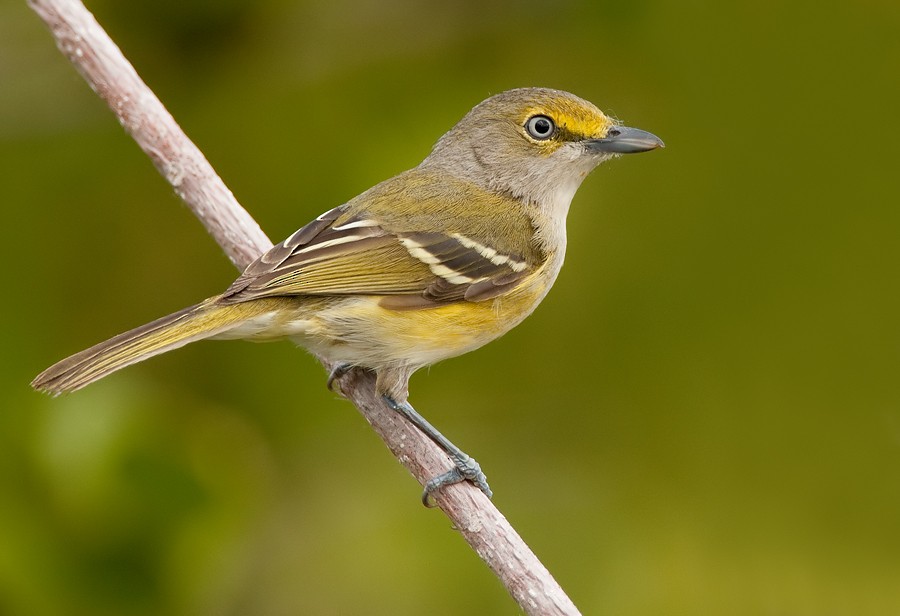 White-eyed Vireo - ML286875771