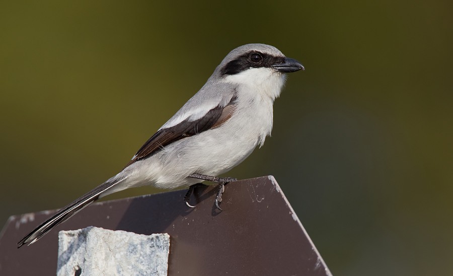 Loggerhead Shrike - ML286875881
