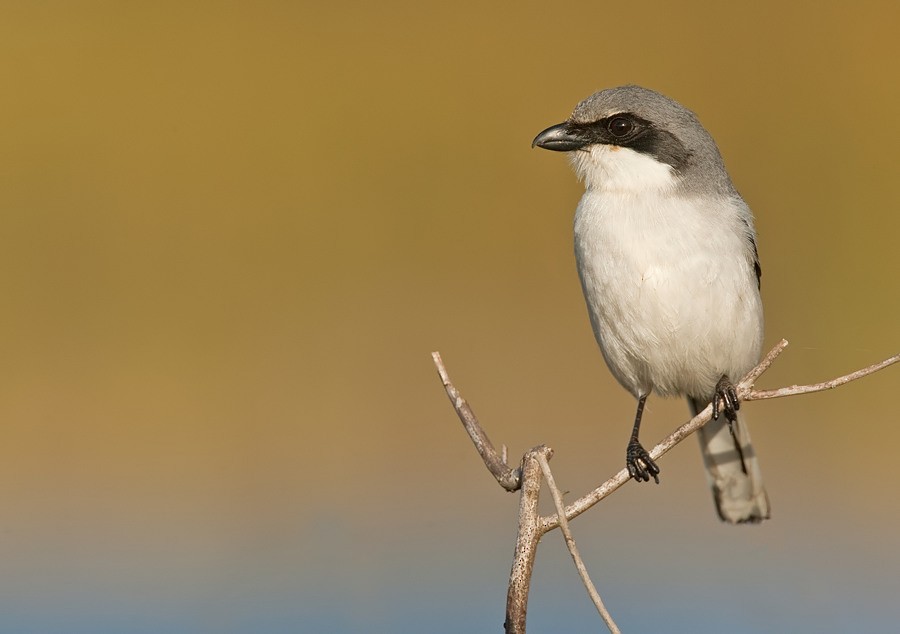 Loggerhead Shrike - ML286875891
