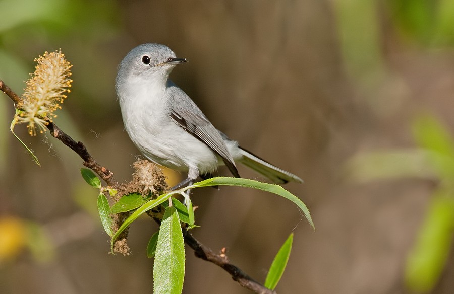 Blue-gray Gnatcatcher (Eastern) - ML286876011