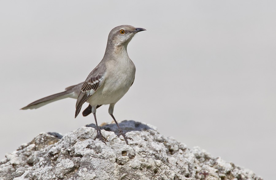 Northern Mockingbird - ML286876141