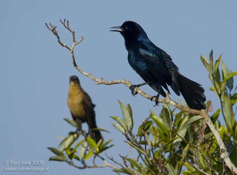 Boat-tailed Grackle (westoni) - ML286876281