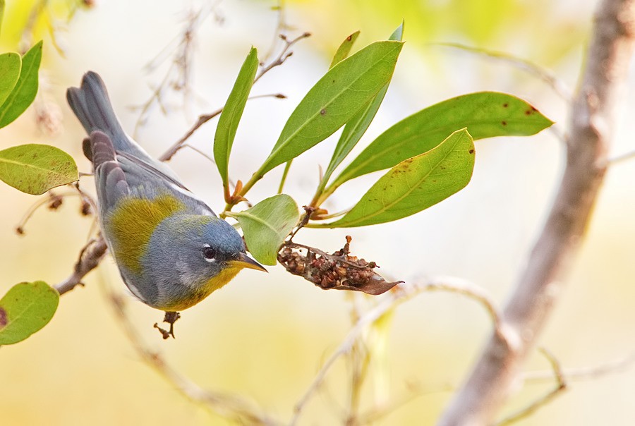 Northern Parula - ML286876351