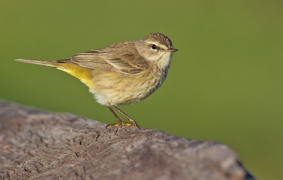 Palm Warbler (Western) - ML286876421