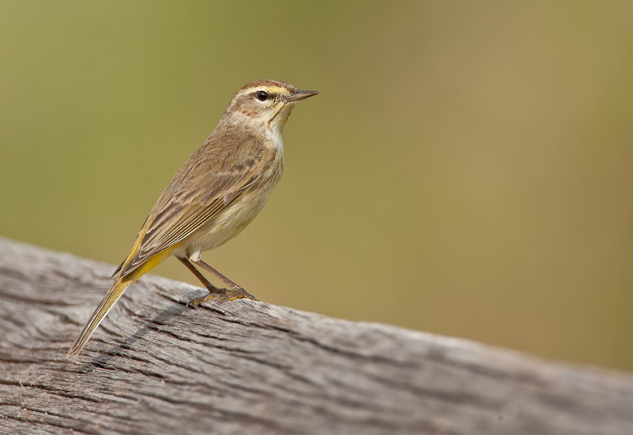Palm Warbler (Western) - ML286876431