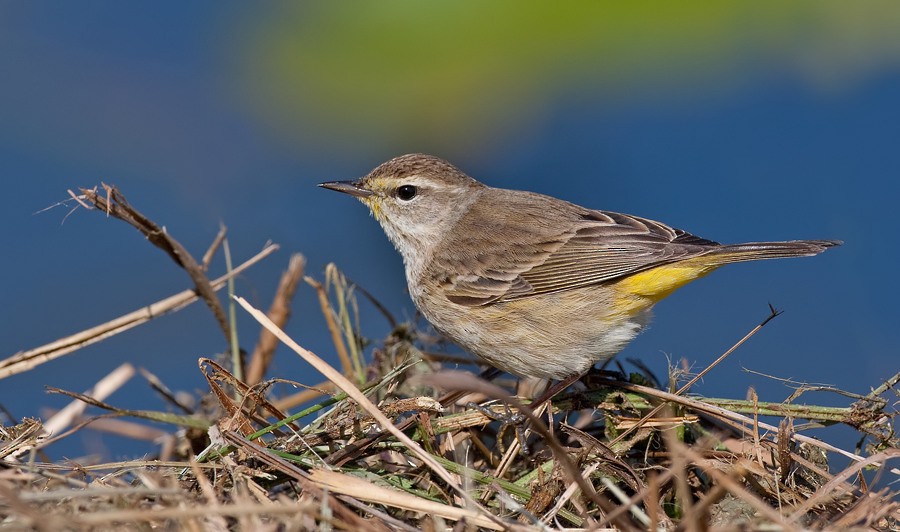 Palm Warbler (Western) - ML286876441