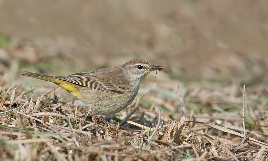 Palm Warbler (Western) - ML286876451
