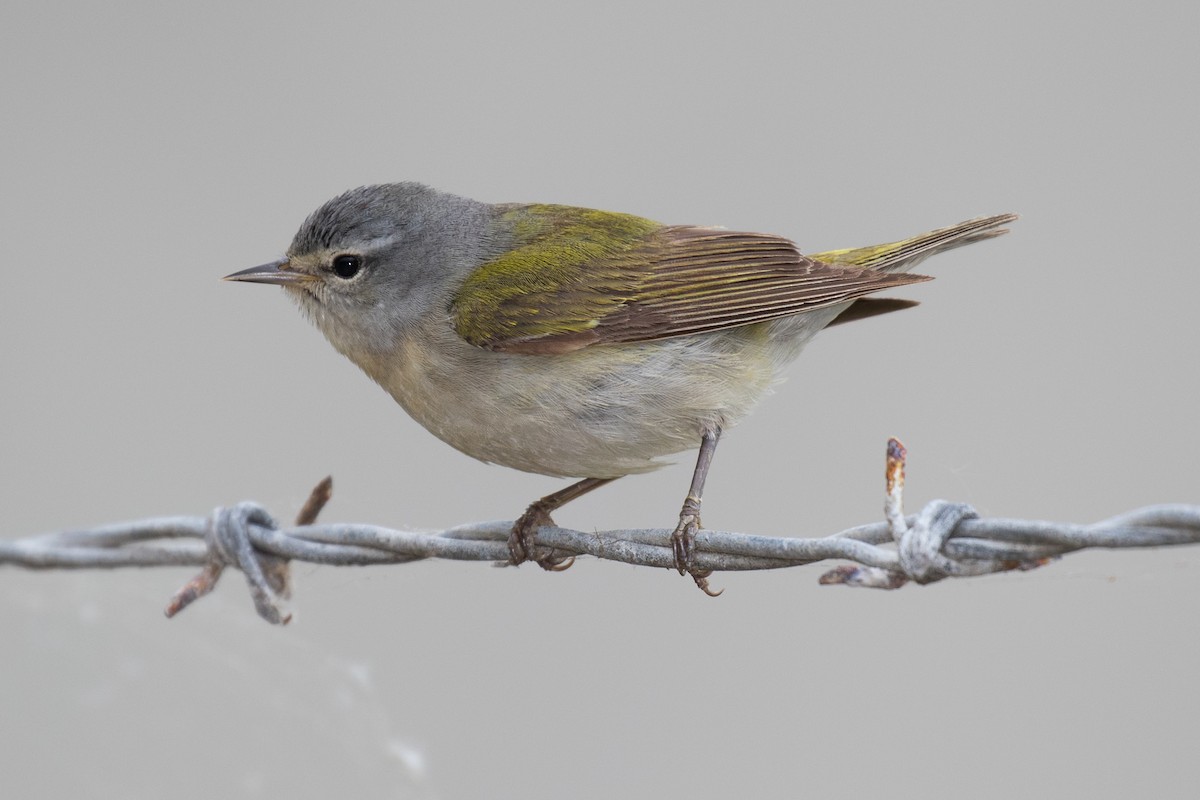 Tennessee Warbler - ML28687821