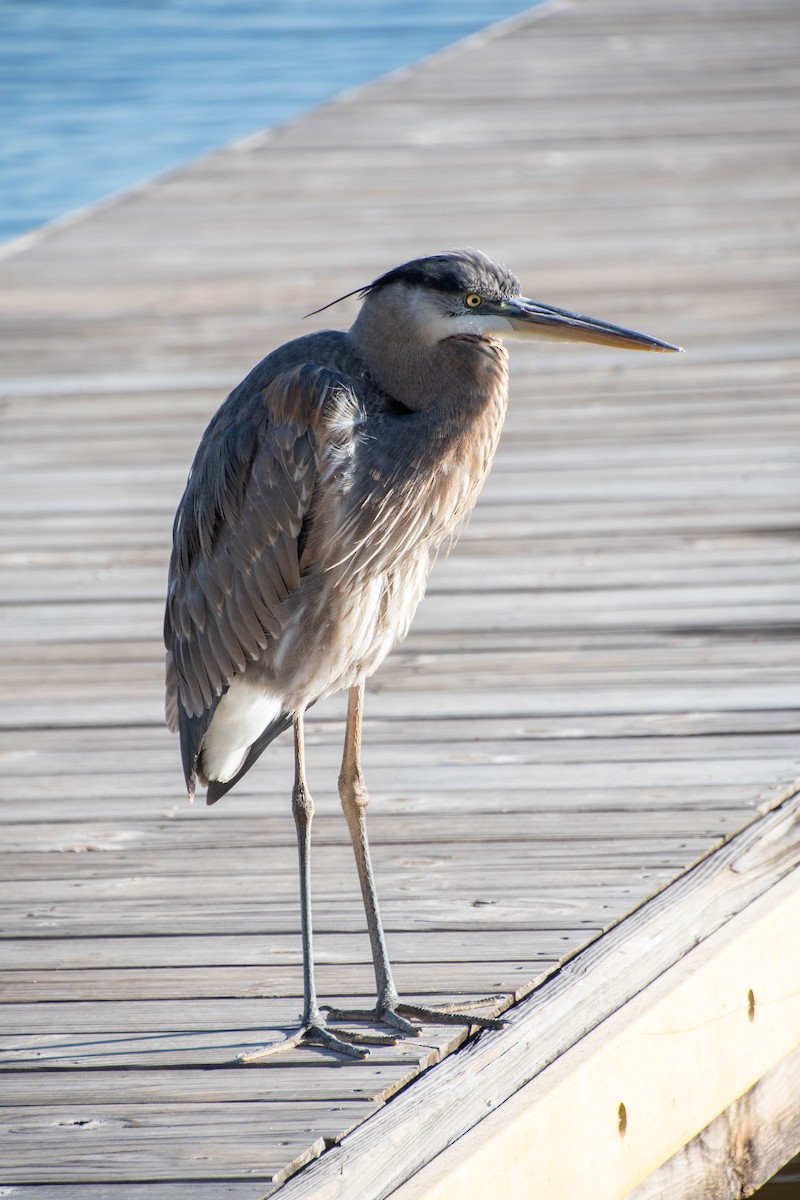 Great Blue Heron - ML286879001