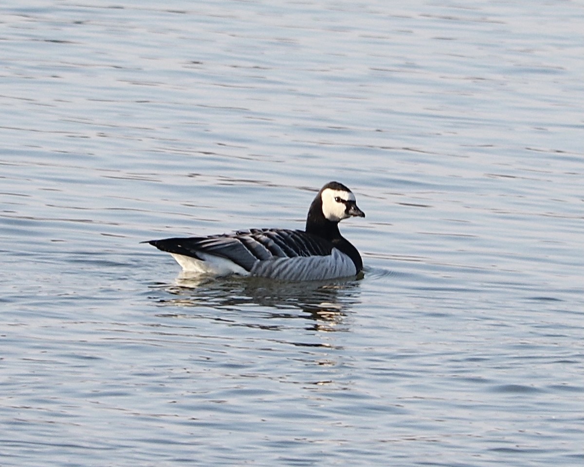 Barnacle Goose - ML286879631