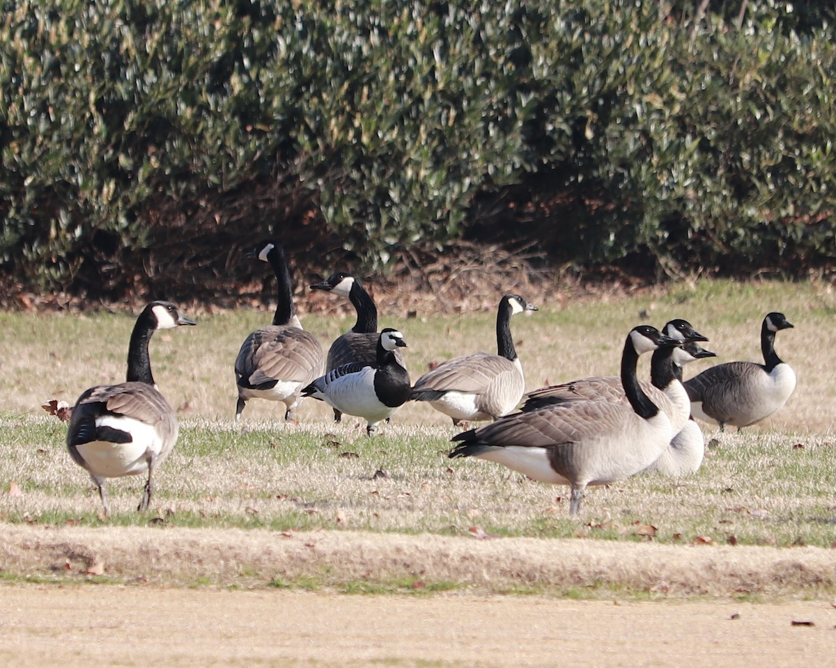 Barnacle Goose - ML286879671