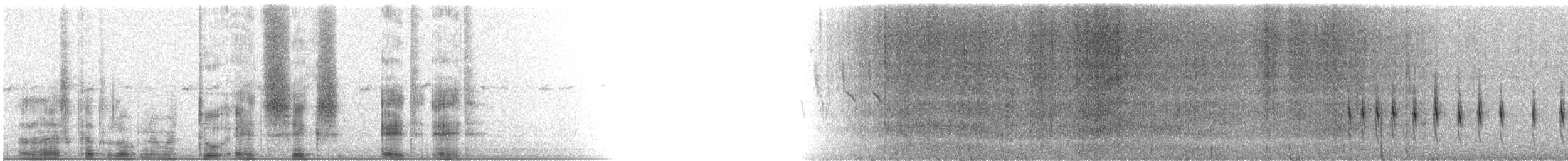 chřástal galapážský - ML28688